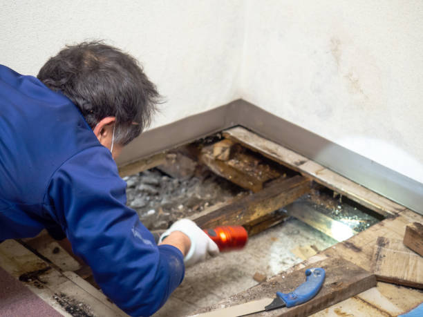 Best Attic Mold Removal  in Woodstock, IL