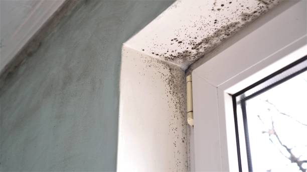 Best Black Mold Removal  in Woodstock, IL