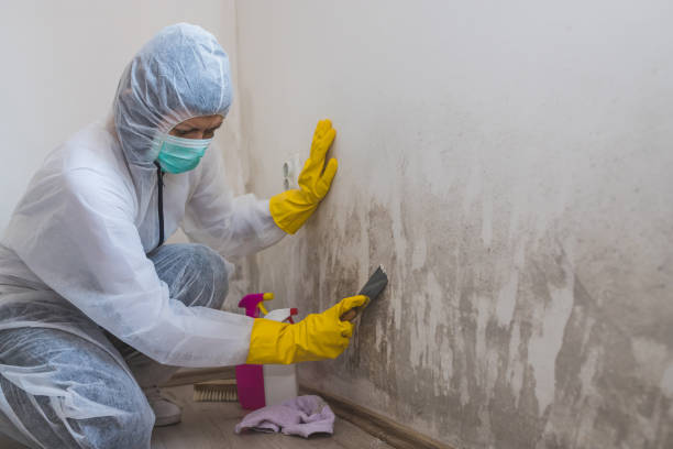 Best Mold Testing  in Woodstock, IL