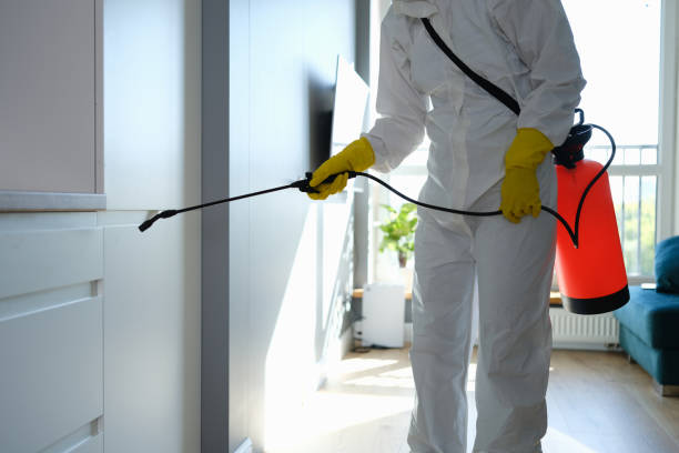 Best Crawl Space Mold Removal  in Woodstock, IL