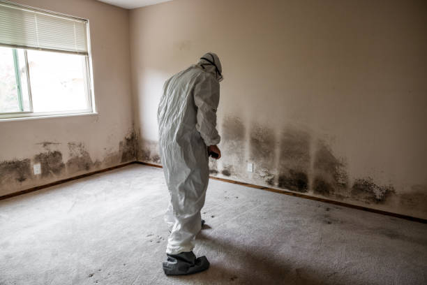 Best Office Mold Removal Services  in Woodstock, IL