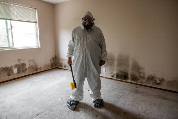 Best Residential Mold Removal  in Woodstock, IL